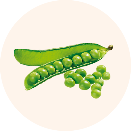A pod of green peas with some peas spilled out.