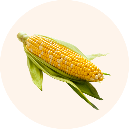 A corn on the cob with green husks.