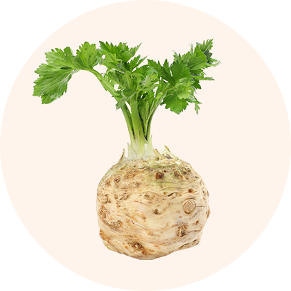 A celery plant with a bulbous root and green leaves.