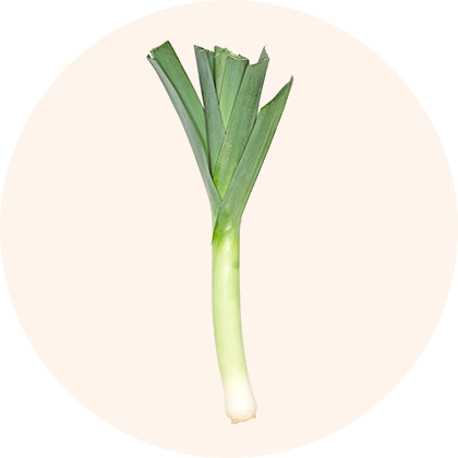 A fresh green leek with a white base.