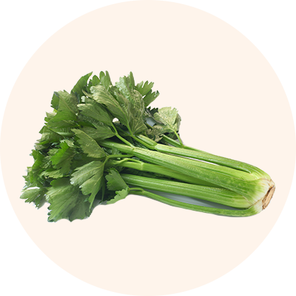 A bunch of fresh celery with green leaves.