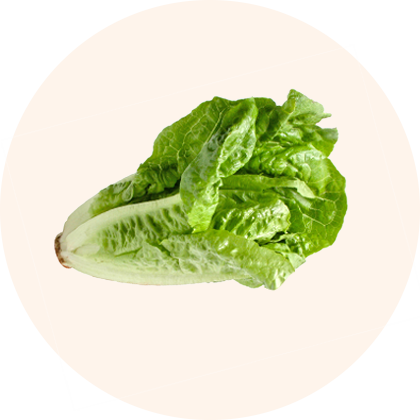 A head of romaine lettuce.